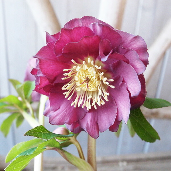 楽天市場】クリスマスローズ ダブル 開花株 グリーンチョコバイカラー