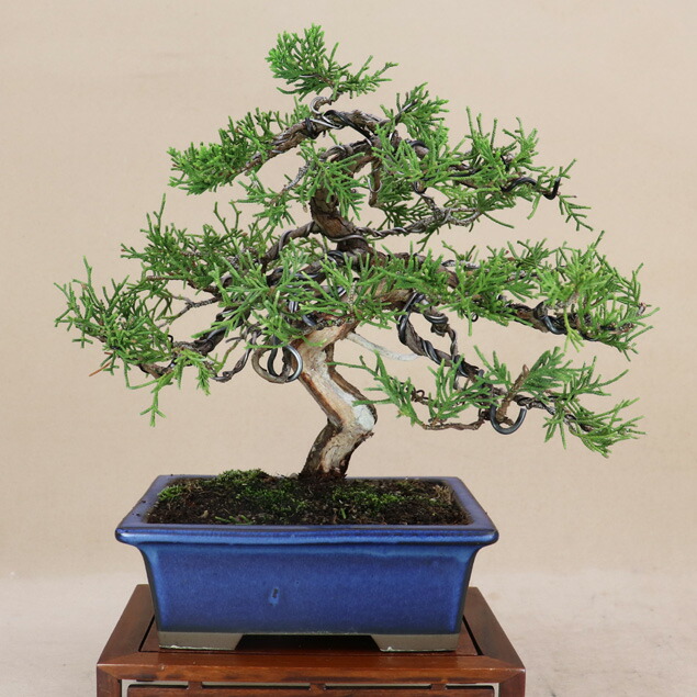 楽天市場】2025年NEW 糸魚川真柏 ポット苗 しんぱく : 園芸百貨店