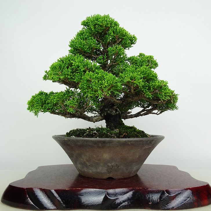 楽天市場】盆栽 真柏 樹高 約74cm しんぱく Juniperus chinensis
