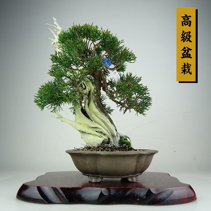 楽天市場】盆栽 真柏 樹高 約74cm しんぱく Juniperus chinensis