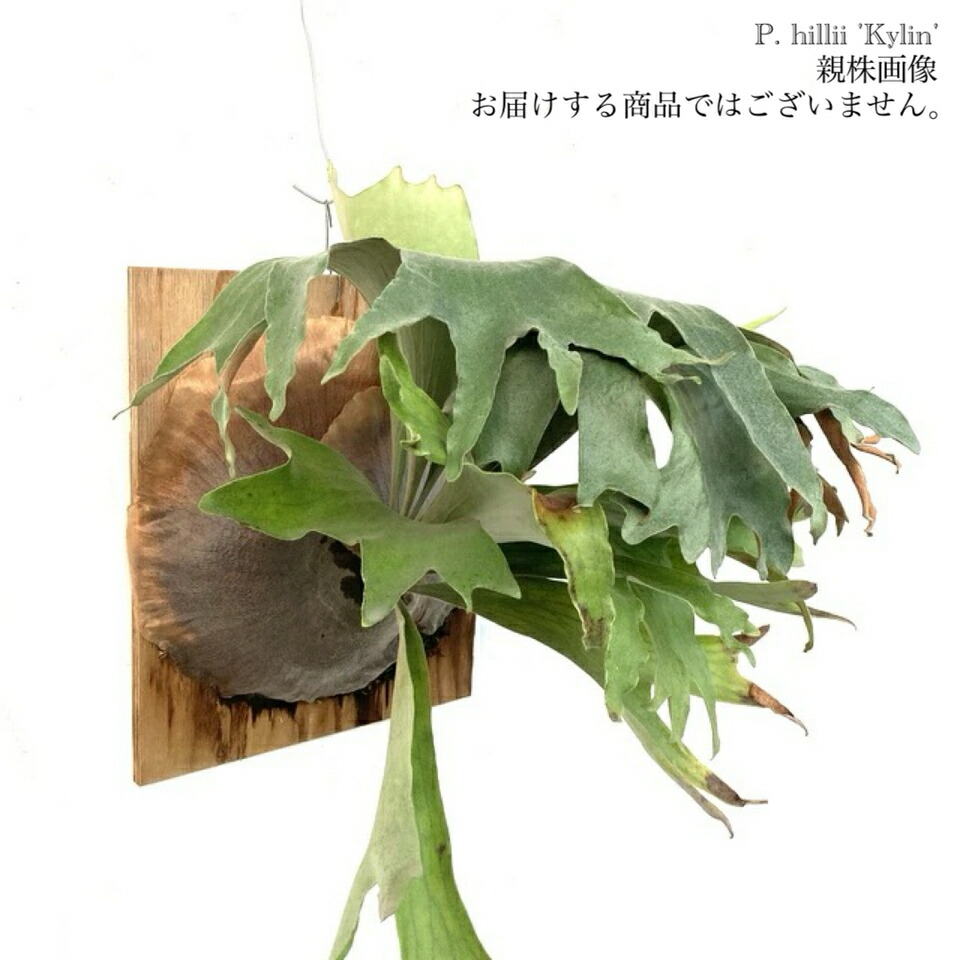 ビカクシダ ヒリー ナンプー hillii nampu OC 板付 大株 楽天市場