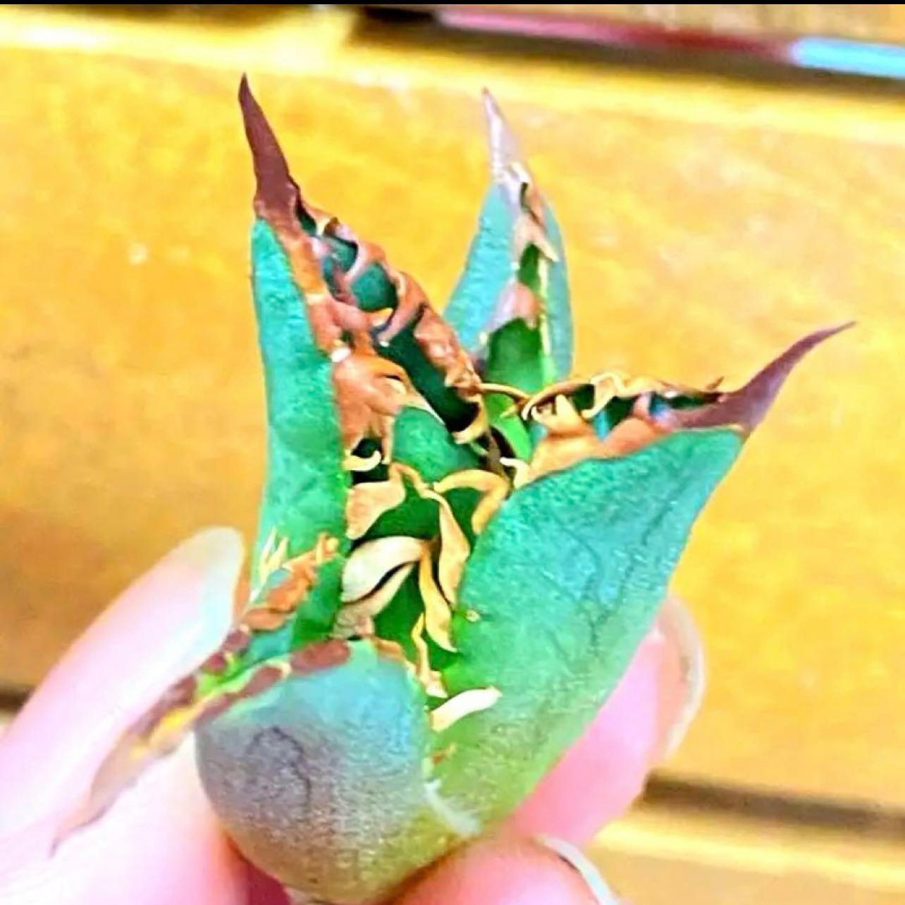 楽天市場】アガベ チタノタ （ HX)黒犀白鯨 スーパーチタノタ 悪魔くん