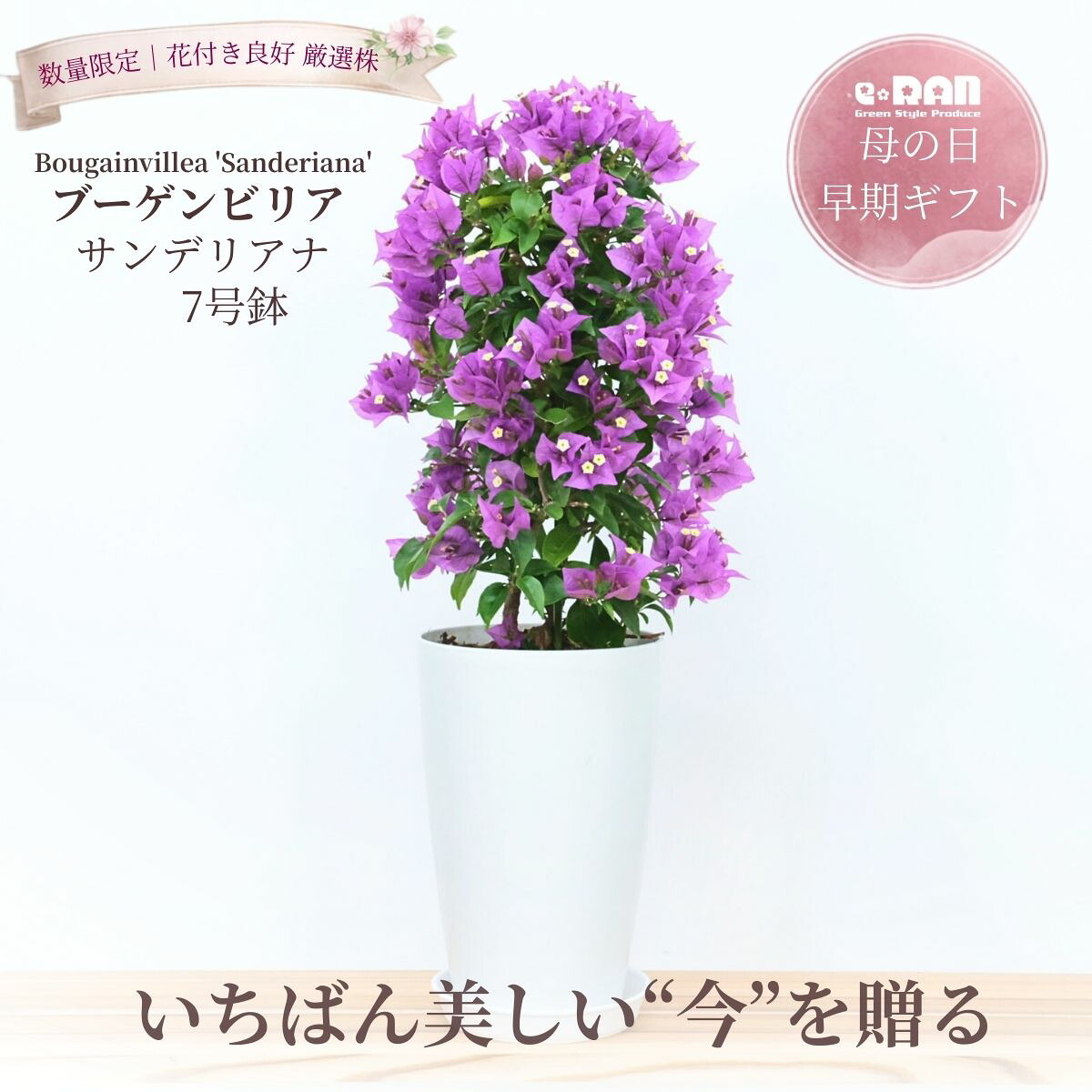 楽天市場】ブーゲンビリア パープル 6号鉢植え苗 : 千草園芸