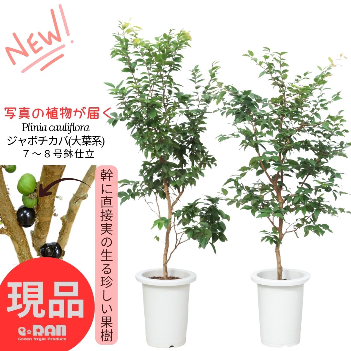 楽天市場】ジャボチカバ 苗 【四季成り 大実 ジャボチカバ】 ポット苗