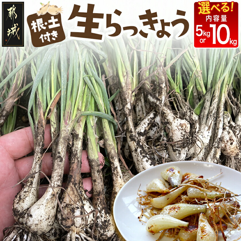 楽天市場】「 ラッキョウ 1kg(茨城県産）種根」種 国産 らっきょう 辣
