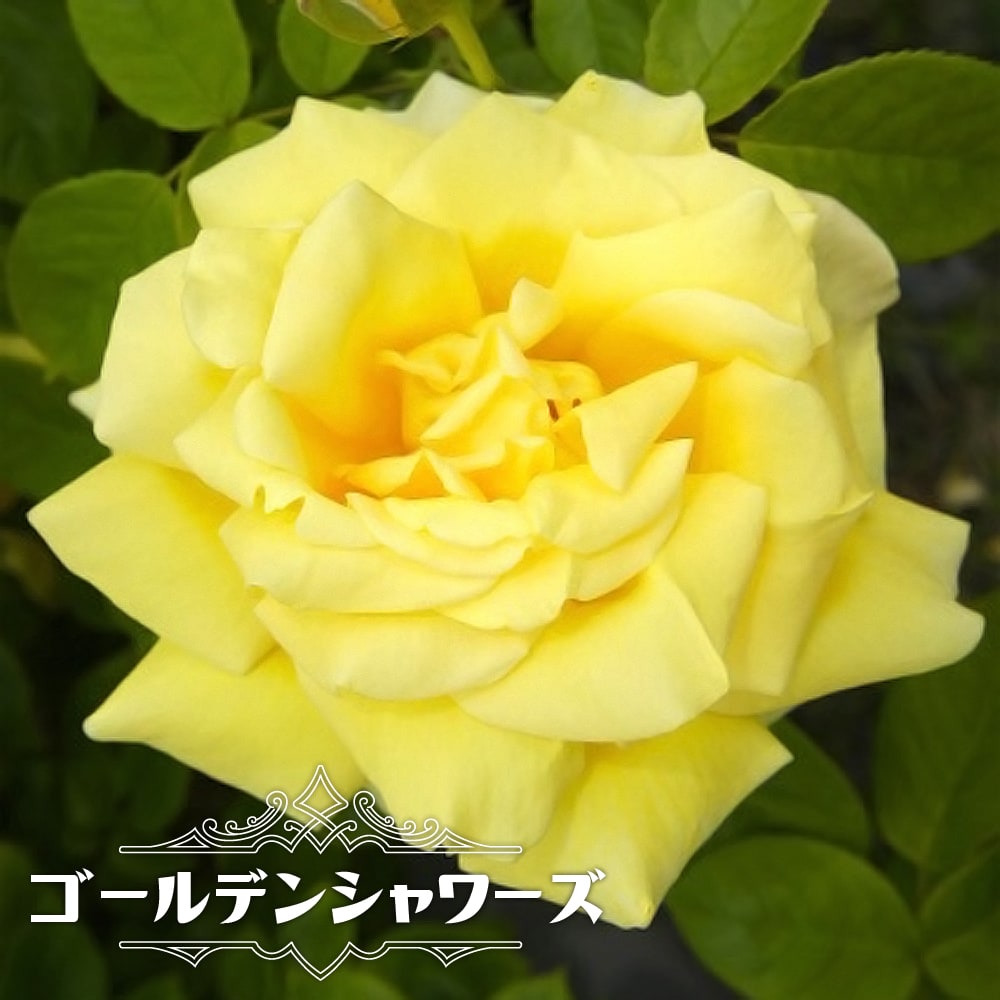 楽天市場】四季咲きつるバラ 【ゴールデンシャワーズ】 3年生1.5m長尺