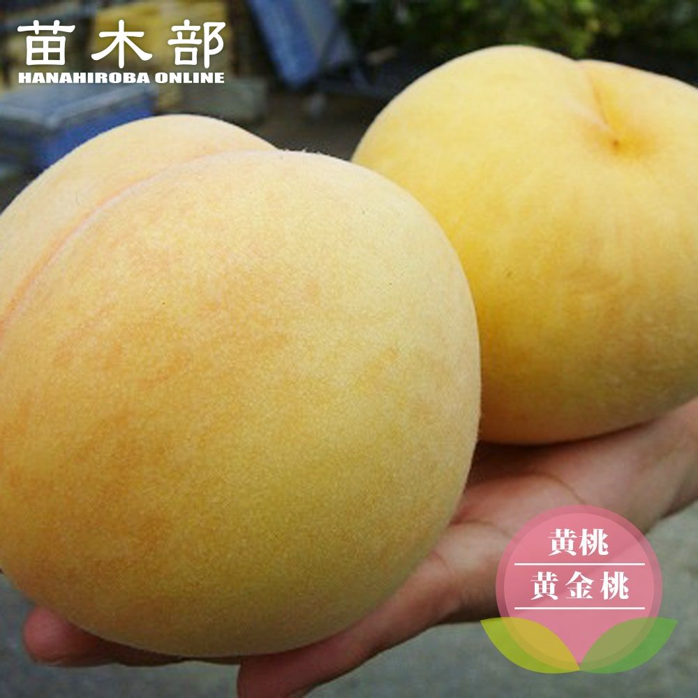 楽天市場】桃 苗木 【黄金桃】 黄桃 2年生接木苗 7号ロングスリット