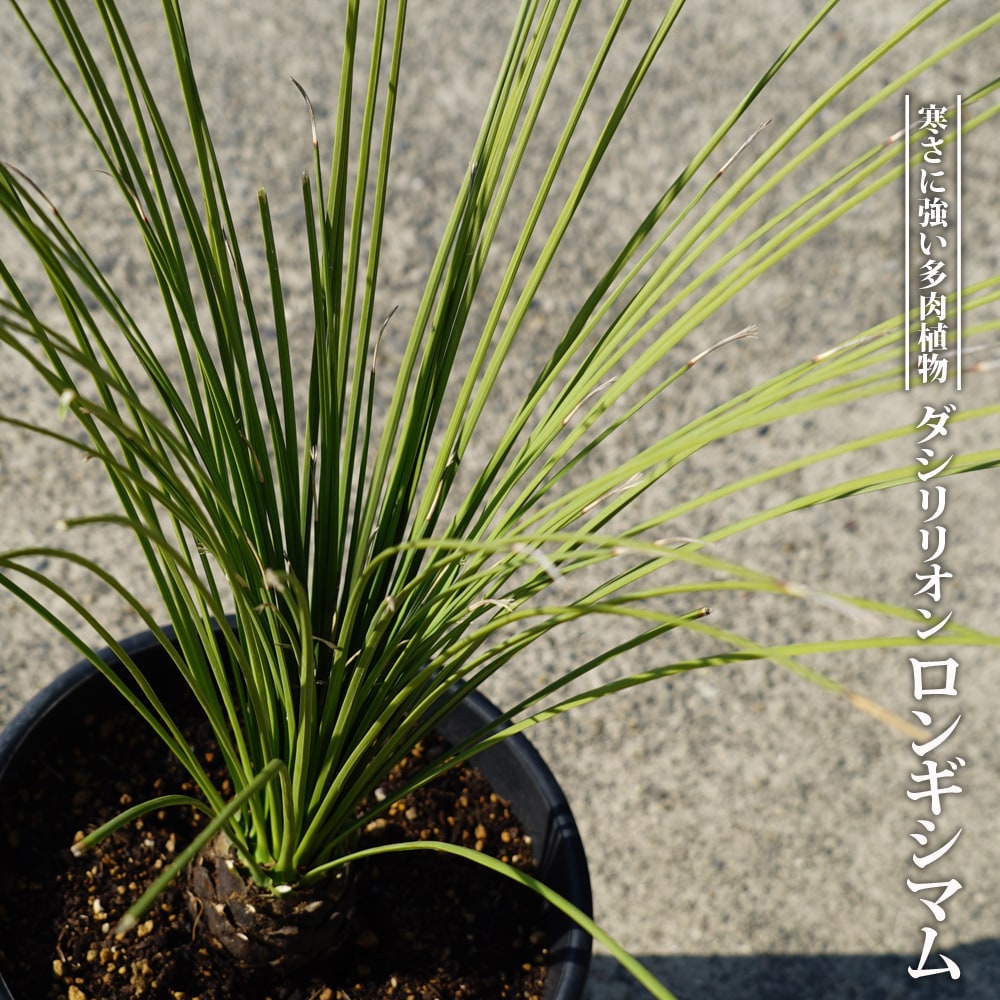 T*T様 ユッカ ロストラータ Hybrid【B】 000000069471-01.jpg?size=l&w=