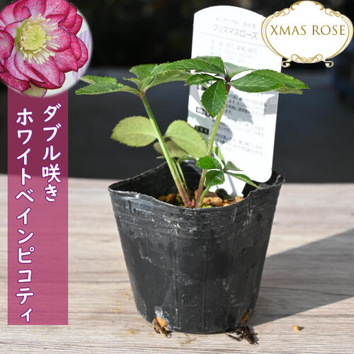 楽天市場】2023年新入荷苗 クリスマスローズ ダブル咲き レッド系