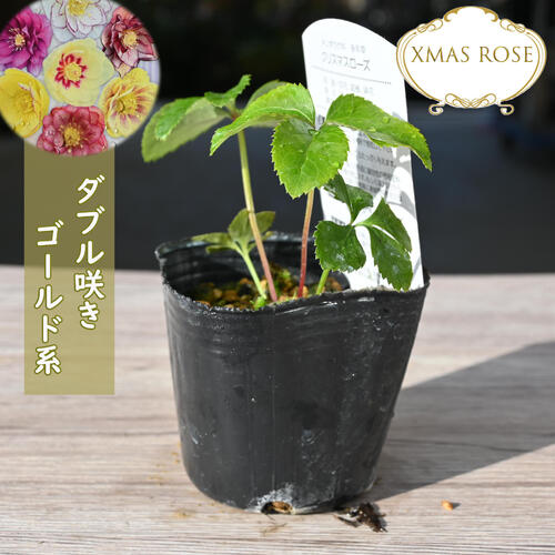 楽天市場】2023年新入荷苗 クリスマスローズ ダブル咲き レッド系