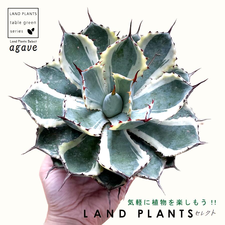 楽天市場】アガベ（アメリカーナ・バリエガータ）斑入り 10号