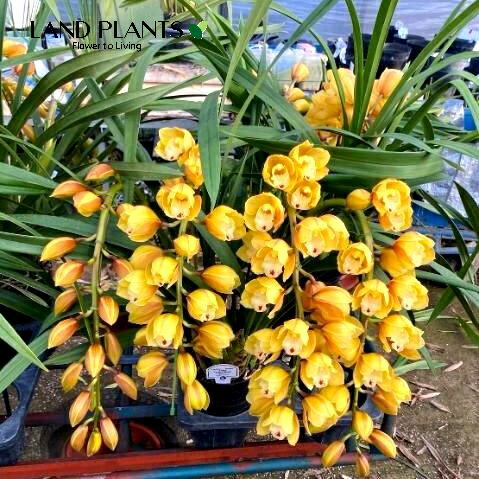 楽天市場】シンビジューム（エレガントレディ）アーチ仕立て 7号