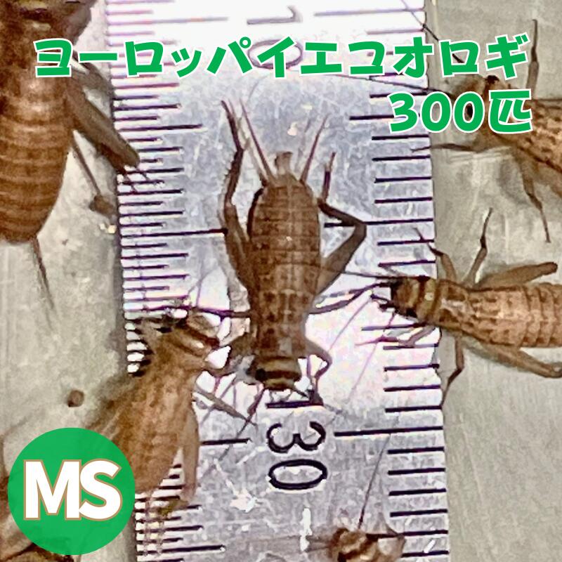 楽天市場】ヨーロッパイエコオロギ SMサイズ MSサイズ 50匹 生産者直