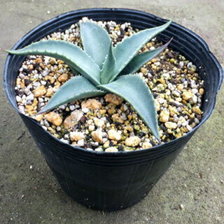 楽天市場】多肉植物：アガベ オバティフォリア 'フロスティブルー'*幅