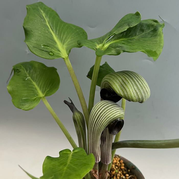 楽天市場】ホロテンナンショウ : 南九州植物園