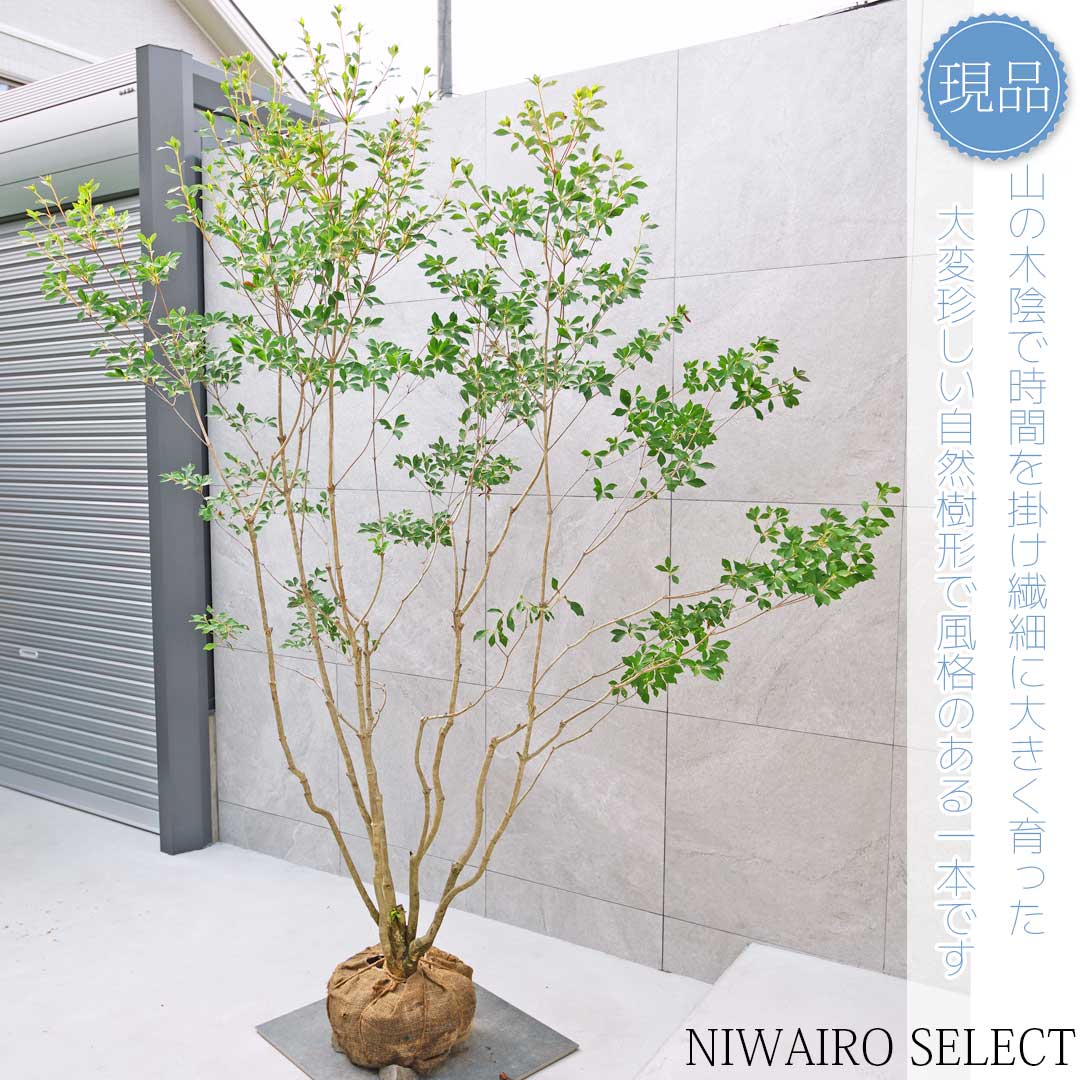 送料込み。山採りドウダンツツジ。 楽天市場】山採り【ドウダンツツジ