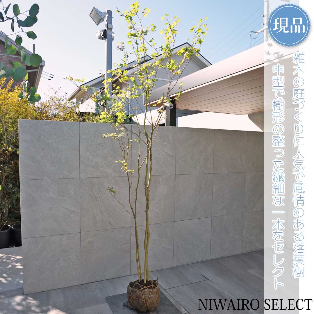 楽天市場】山採り【カエデ】楓 コハウチワカエデ 株立ち 自然樹形 樹高