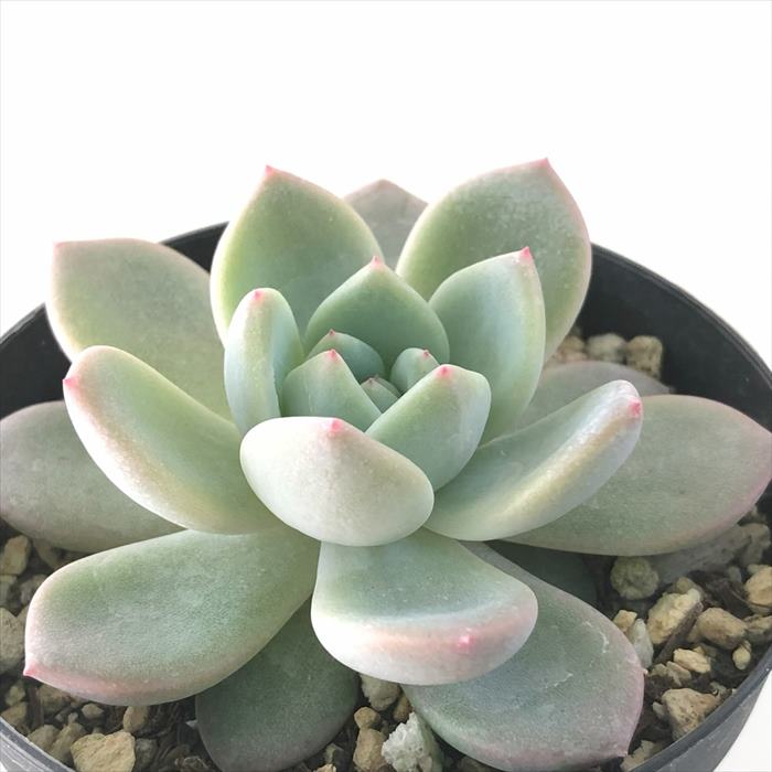 楽天市場】多肉植物 caエケベリア 七福神 多肉植物 エケベリア 9cm