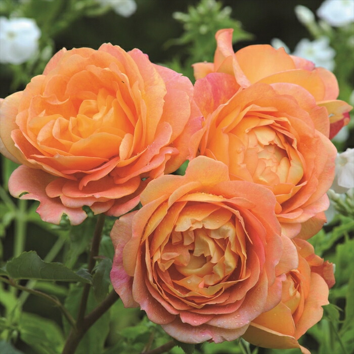 楽天市場】予約販売 バラ苗 バラ大苗 イングリッシュローズ ジェームズ