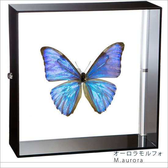 楽天市場】昆虫標本 蝶の標本 キプリスモルフォ アクリルフレーム 20cm