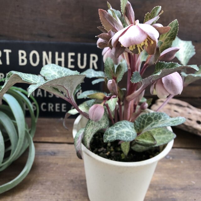 楽天市場】珍しい クリスマスローズ原種 クロアチカスダブル苗/販売