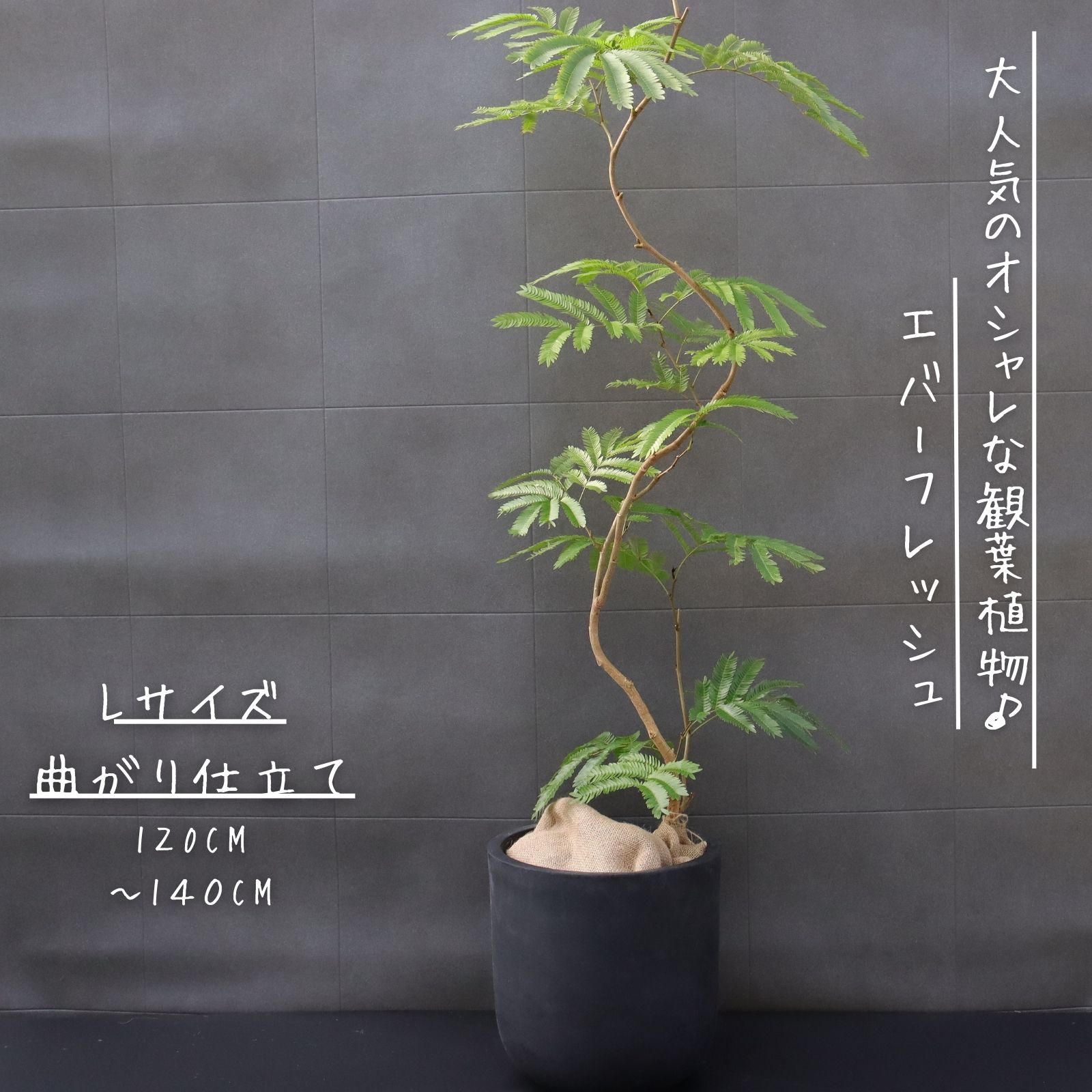 楽天市場】☆希少☆【エバーフレッシュS字カーブ 8号鉢（鉢底より100