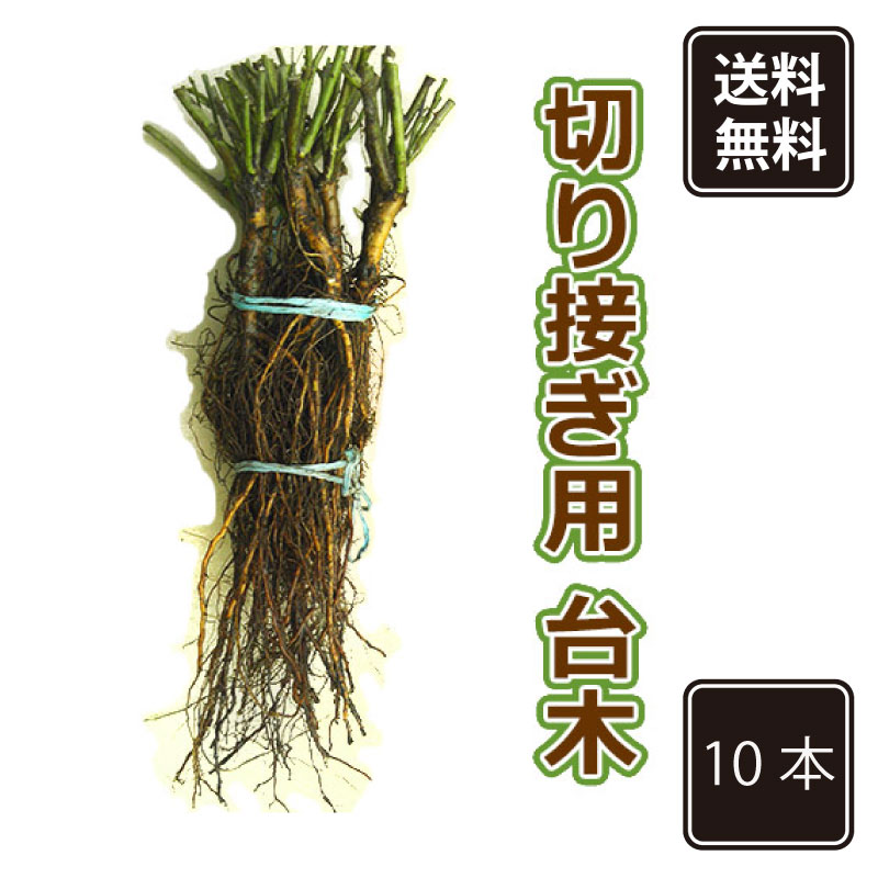 バラ台木100本 専用出品 バラ台木専用出品100本