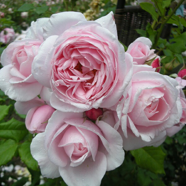 楽天市場】【2026年 早期予約】送料無料【ナエマ 新苗4号鉢】鉢植え