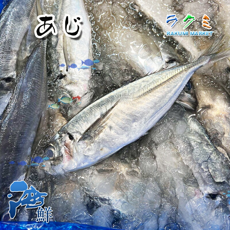 楽天市場】地あじ 500g 1尾約110~150g 長崎産 アジ 鯵 : 虹の光