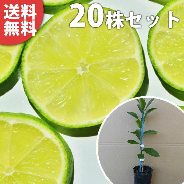 楽天市場】【ライム】1年生 接木苗 香酸柑橘 : 苗木部 by 花ひろば