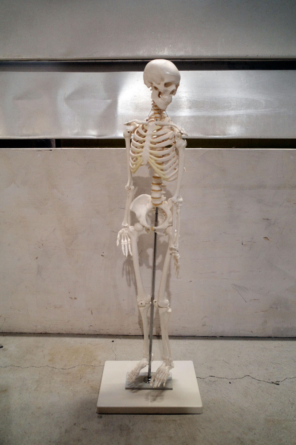 楽天市場】【最大3％OFF】 人体骨格模型 死神 アートインテリア 約90cm