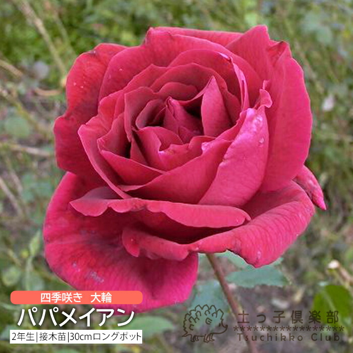 楽天市場】薔薇 苗 四季咲き中輪B 2年生 接ぎ木苗 【 2個セット