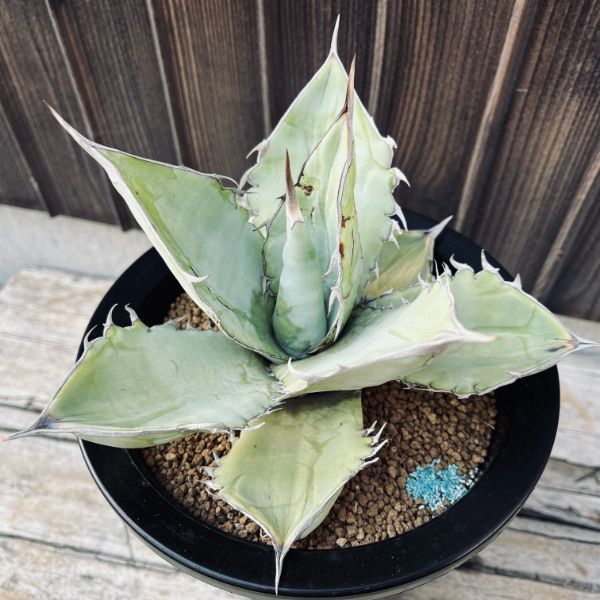 楽天市場】多肉植物：アガベ ミルキーホワイト*幅30cm 現品！一品