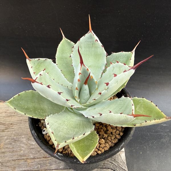 楽天市場】多肉植物：アガベ 吉祥冠錦 覆輪*M 幅10cm : 遊恵盆栽