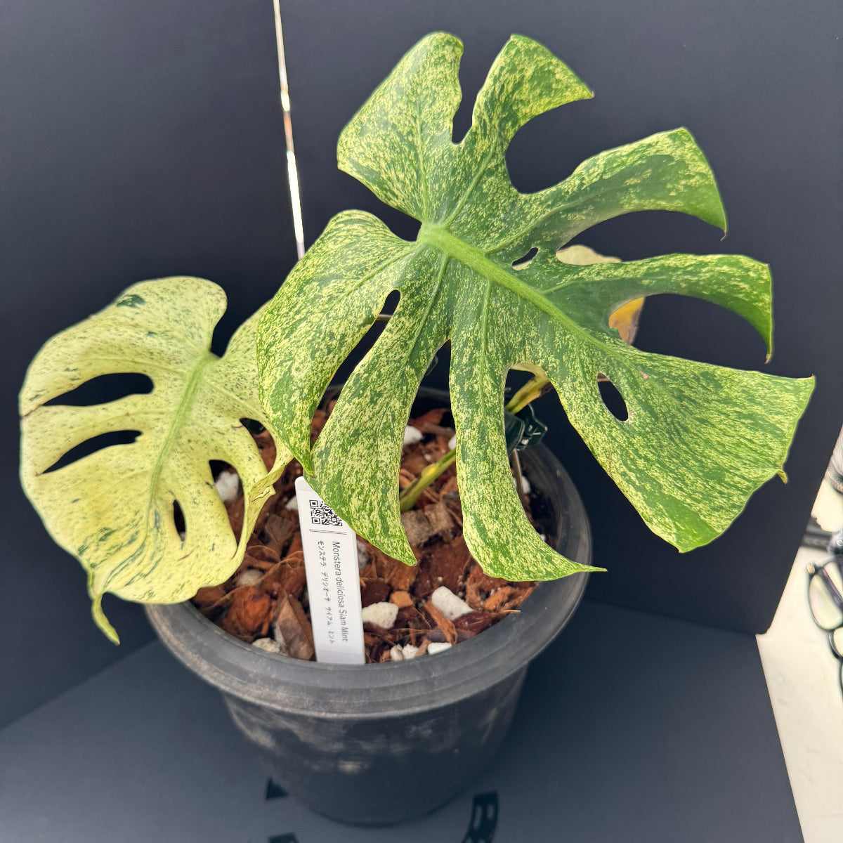 モンステラ ミント サイアム 斑入り Monstera Mint Siam 479