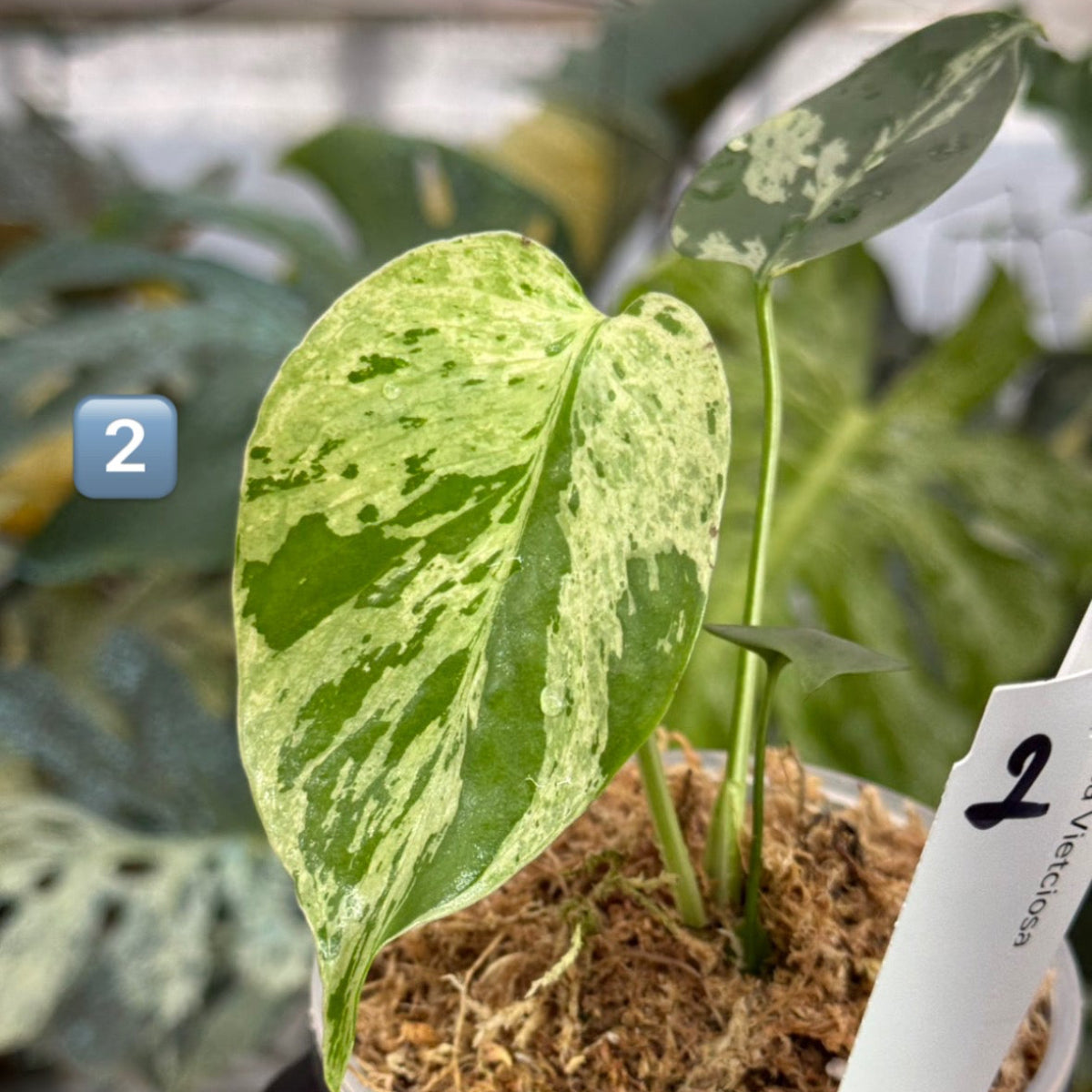 モンステラ デリシオーサ ベトシオーサ 順化済み 斑入り モンステラ