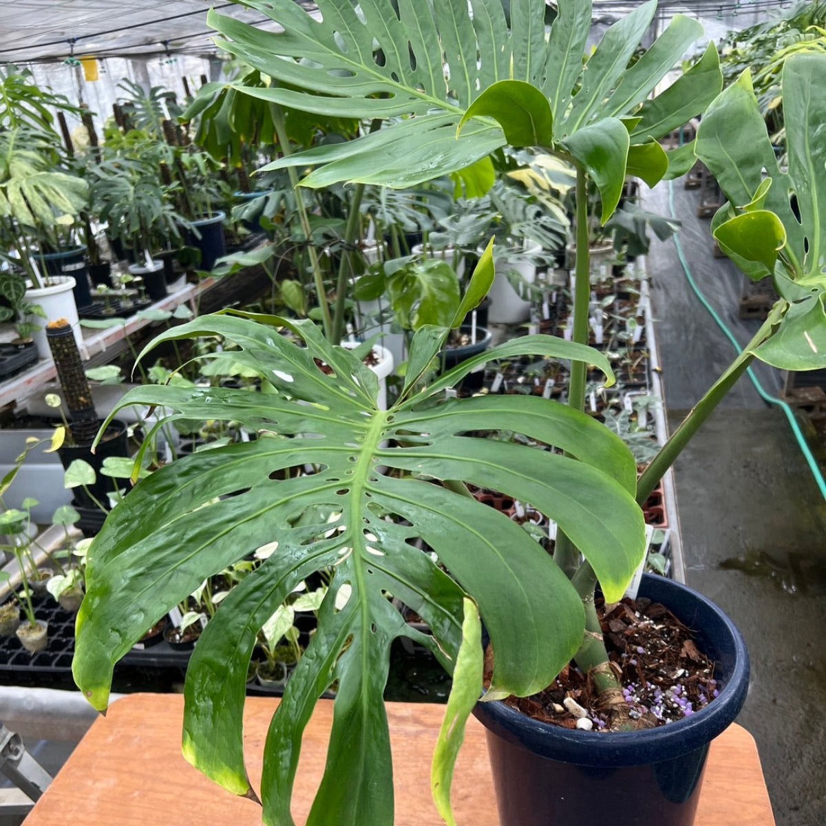 コレクション】モンステラ デリシオーサ 'マクロコズム'親株 – RARE