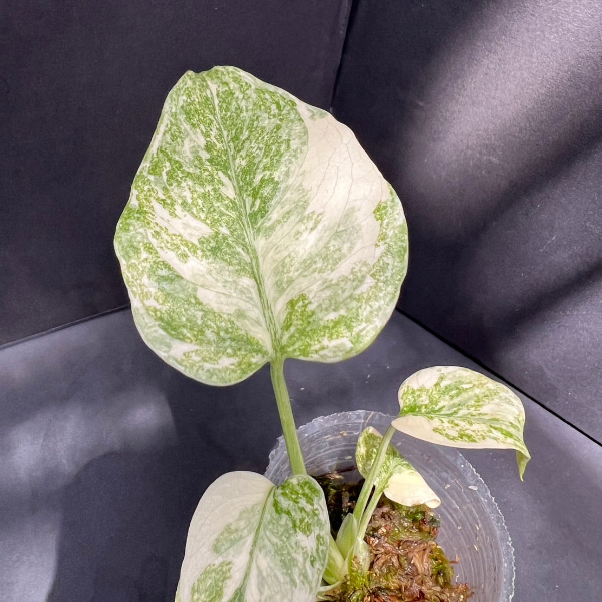 限定1株ずつ】モンステラ・デリシオーサ 'レガシー' / 'ミント' – RARE