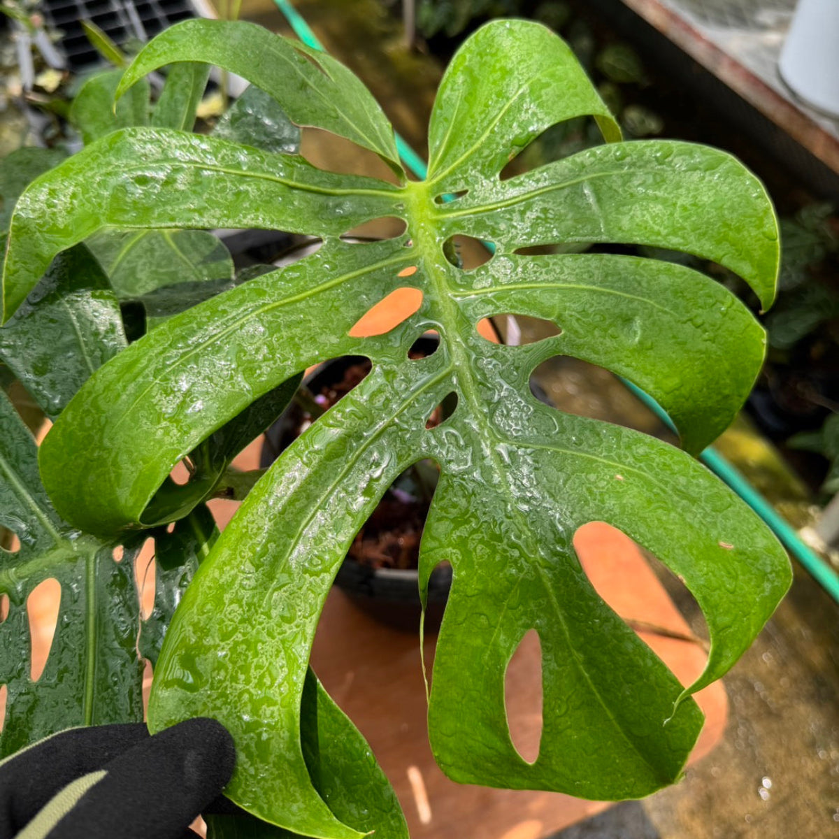 希少】モンステラ デリシオーサ 'マクロコズム' – RARE PLANTS JAPAN