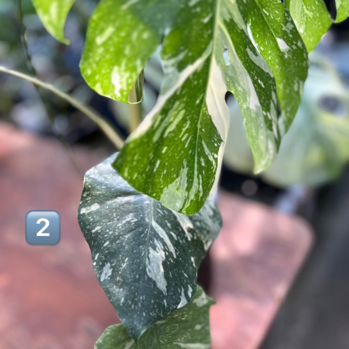 希少】モンステラ・デリシオーサ 'タイコンステレーション【スター