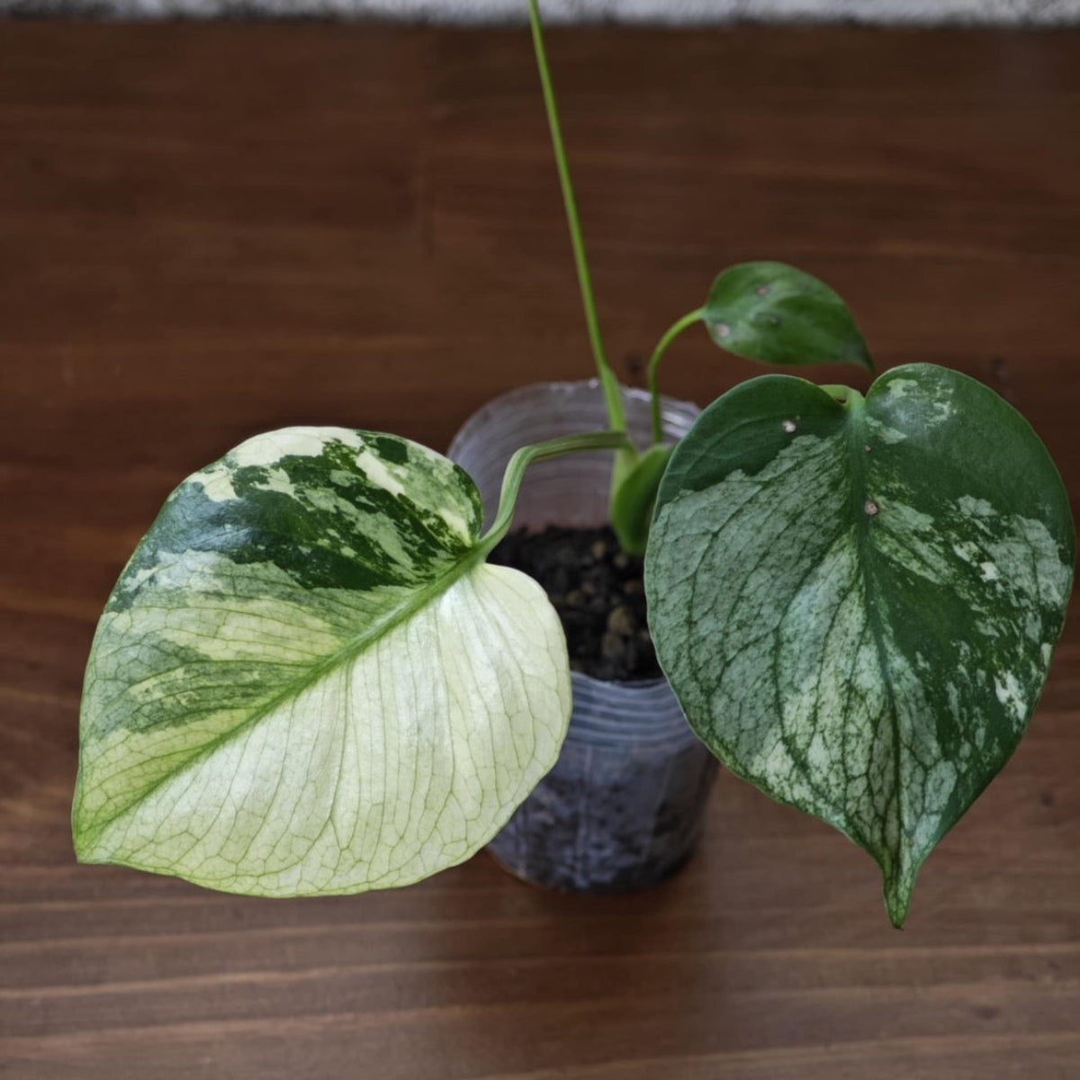 予約販売】【コレクション】モンステラ デリシオーサ 'ミント トリ