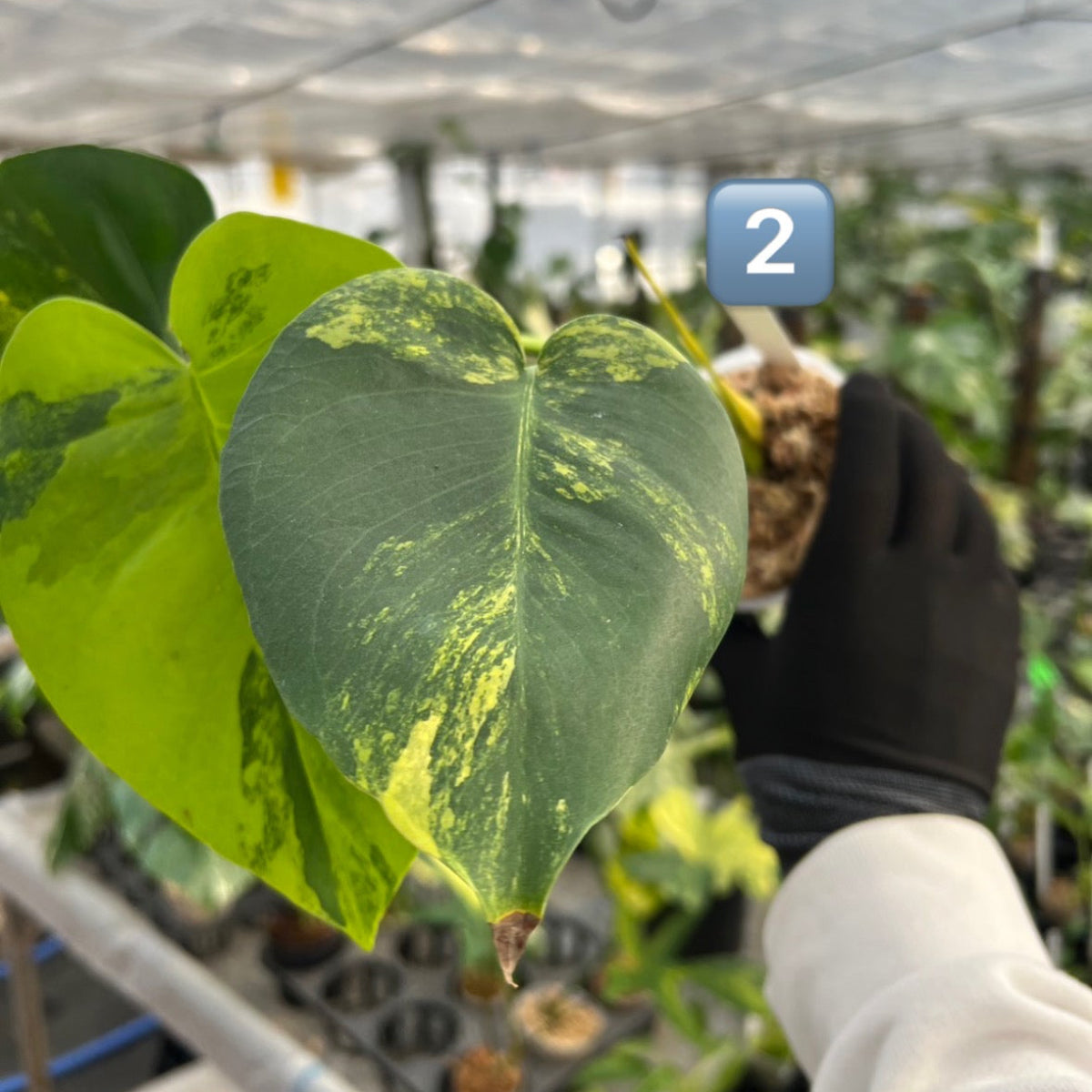 初出品/コレクション】モンステラ デリシオーサ 'ポンポン' – RARE