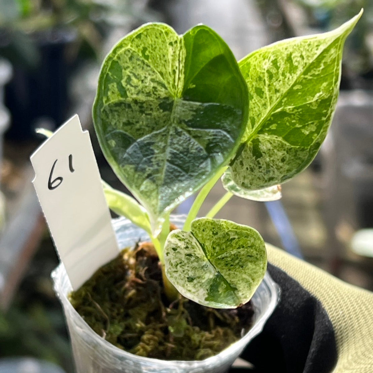 希少 アロカシア ドラゴンブレス 斑入り 希少 アロカシア ドラゴン