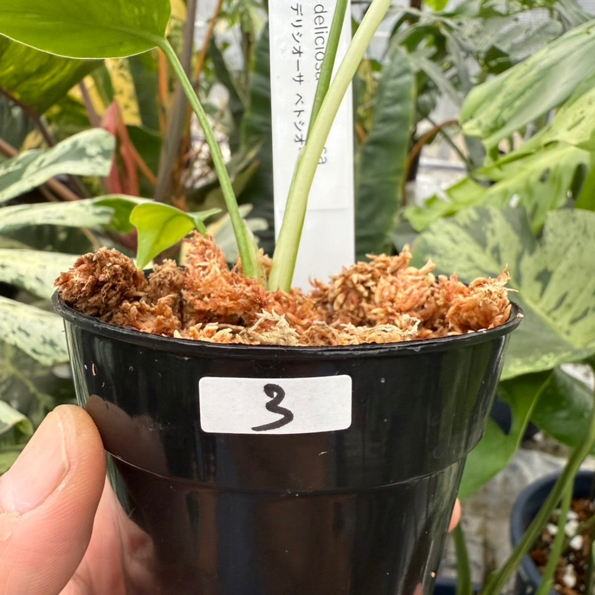 コレクション】モンステラ・デリシオーサ 'ベトシオーサ' – RARE