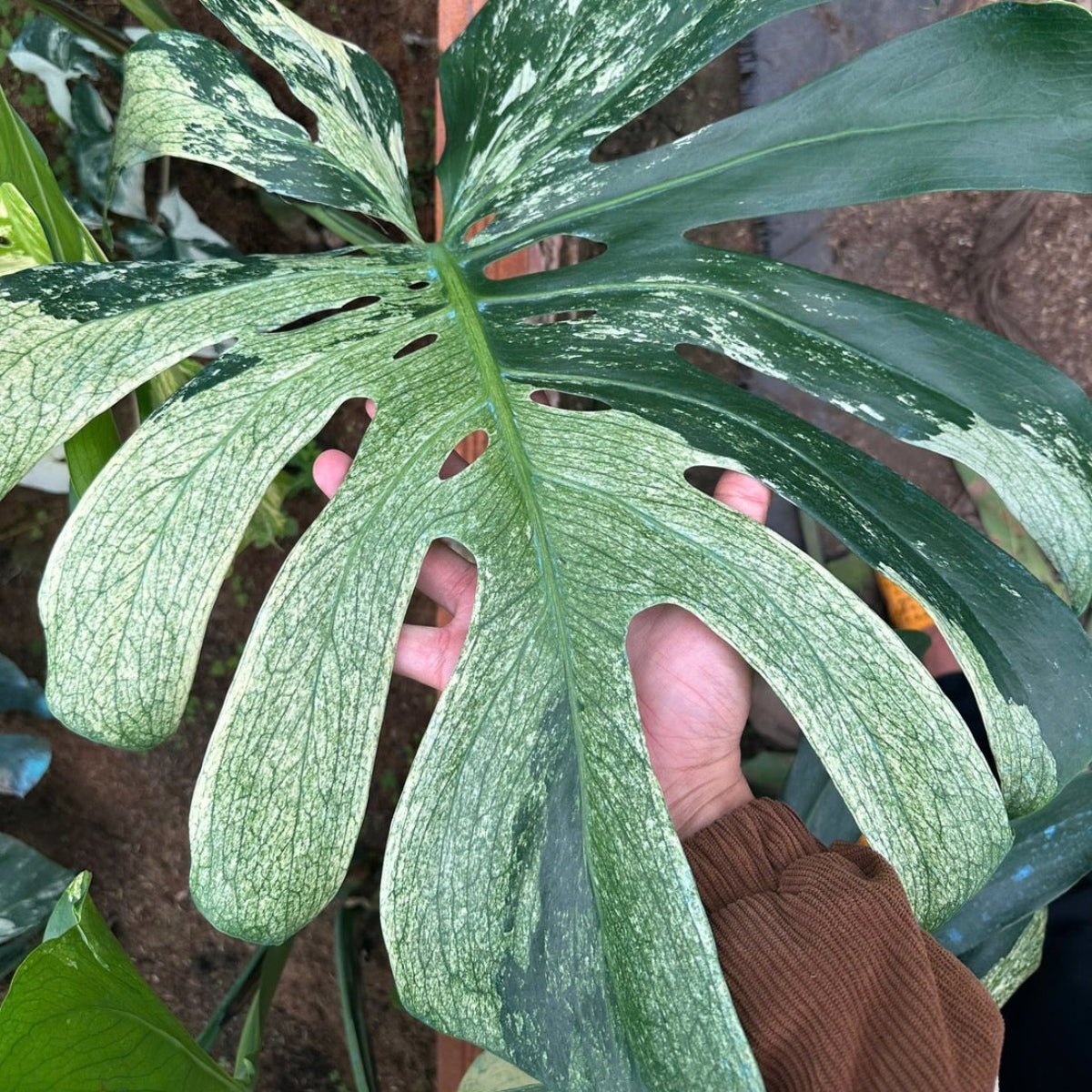 限定2株/シロウト園芸選抜】モンステラ デリシオーサ 'ミント 斑入り'2