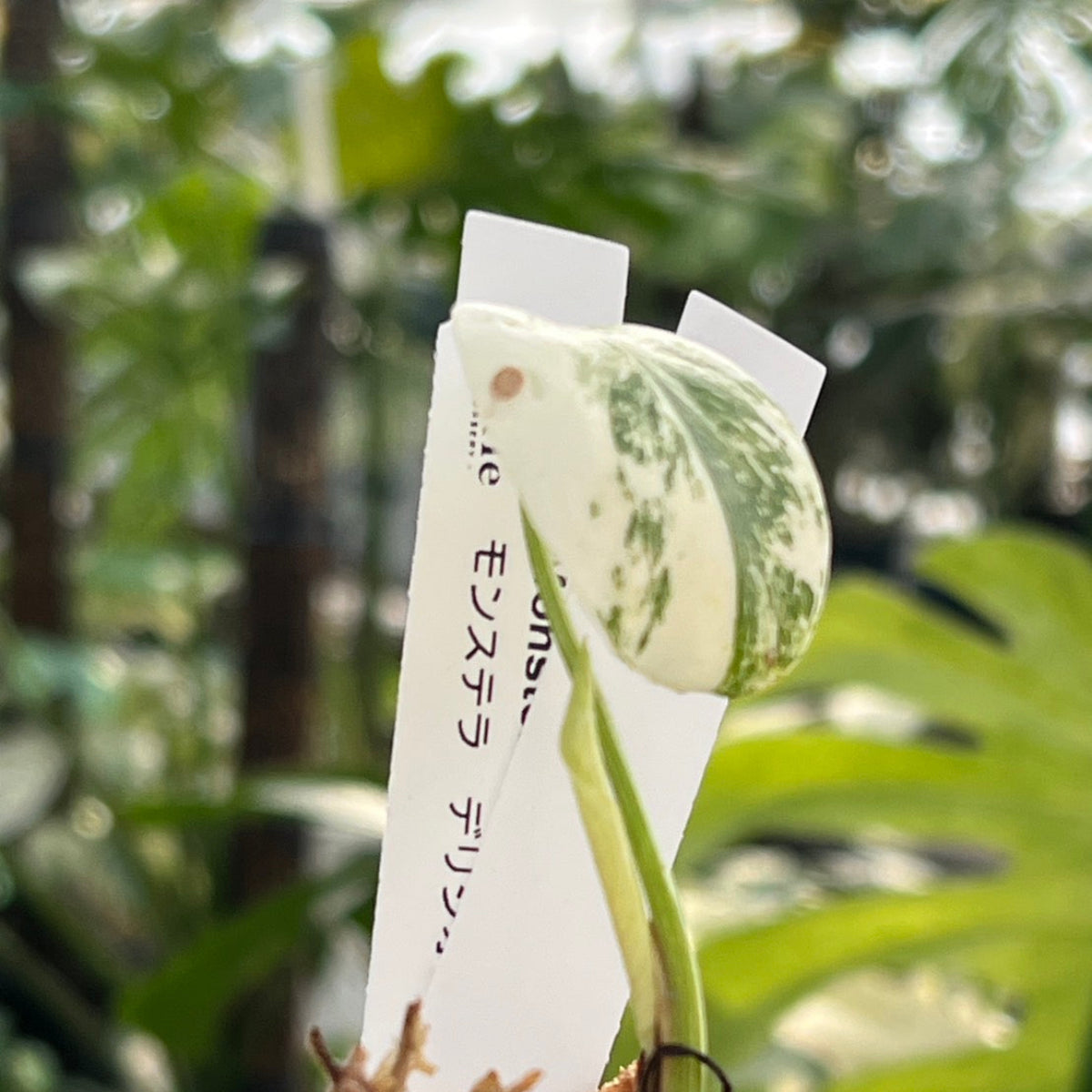 限定2株/シロウト園芸選抜】モンステラ デリシオーサ 'ミント 斑入り'2