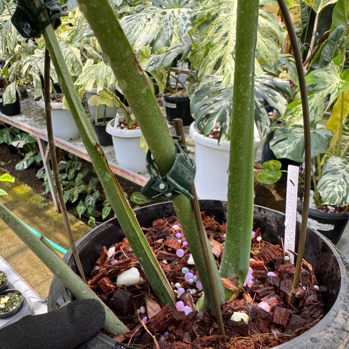 希少】モンステラ デリシオーサ 'マクロコズム' – RARE PLANTS JAPAN