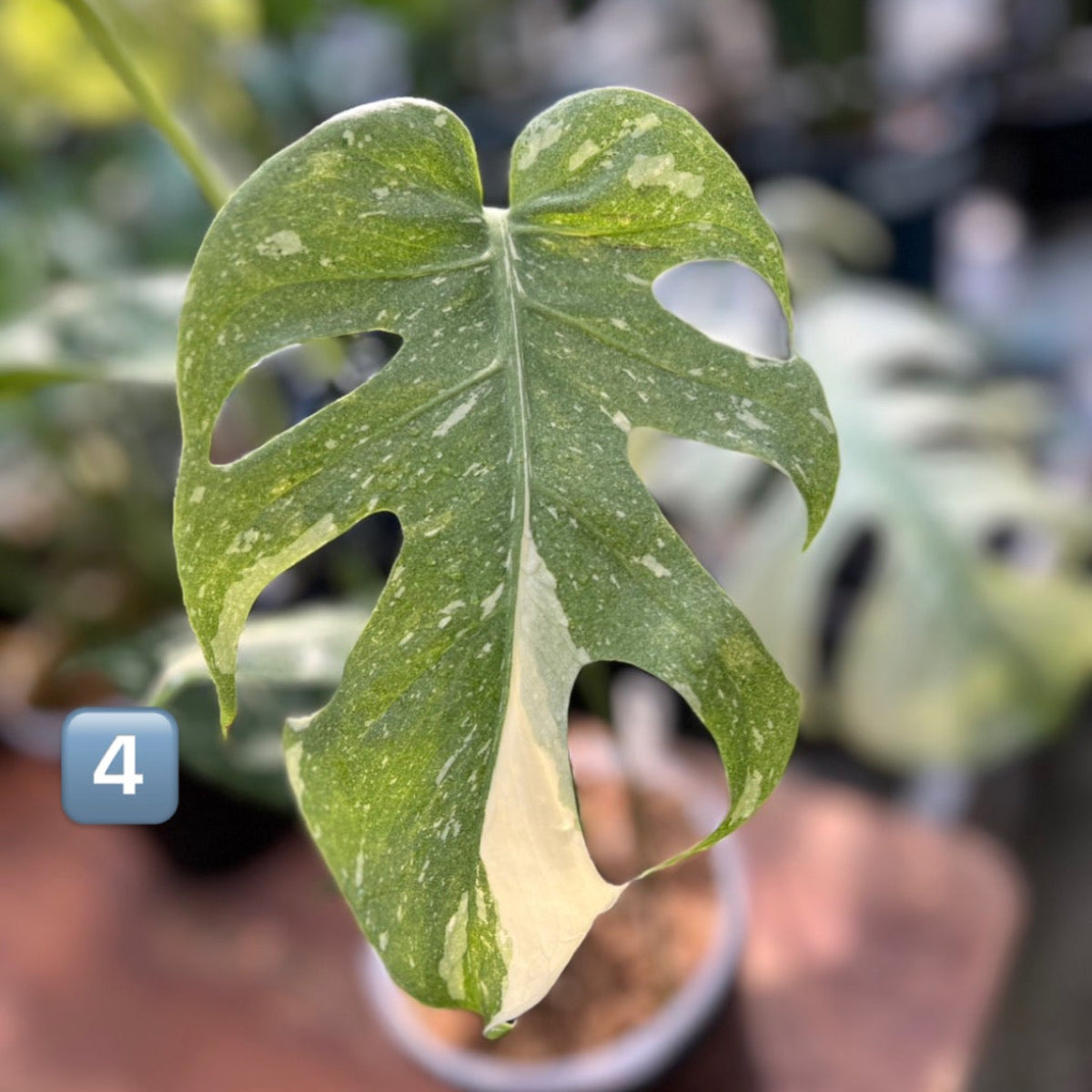 希少】モンステラ・デリシオーサ 'タイコンステレーション【スター