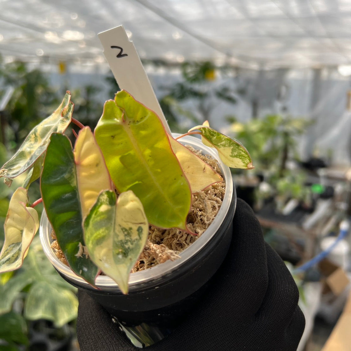 フィロデンドロン・ビレッティア 斑入り 3.5号サイズ – RARE PLANTS