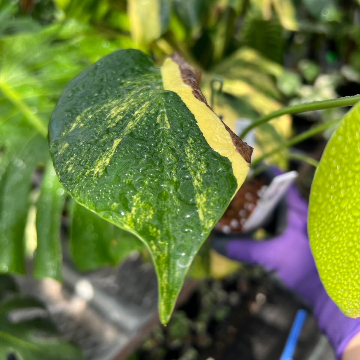 選抜株/3号サイズ】モンステラ・デリシオーサ 'イエローマリリン' 親株